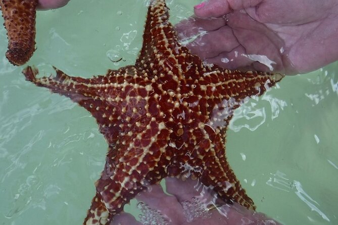 Private Half Day Stingray City, Snorkeling and Starfish Beach Tour - Private Boat, Protected Water, No Waiting Around