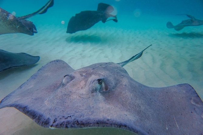 Private, luxury, custom charters to Stingray City, Snorkeling & More - What you get included, and what you need to bring