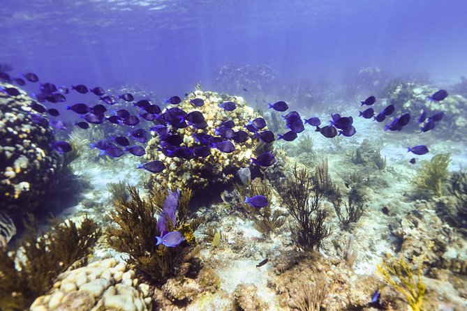 Private Stingray City and Snorkeling Half Day Charter for 6 Guest - Who should book this Stingray City and snorkeling half-day?