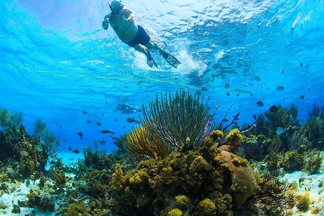Private Stingray City and Snorkeling Half Day Charter for 6 Guest - Stingray City swim: holding and feeding with safety in mind