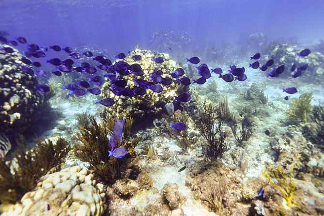 Private Stingray City Snorkeling and BioBay Charter for 10 Guests - Stop 1, Starfish Point: shallow sand, easy photos, and a gentle start
