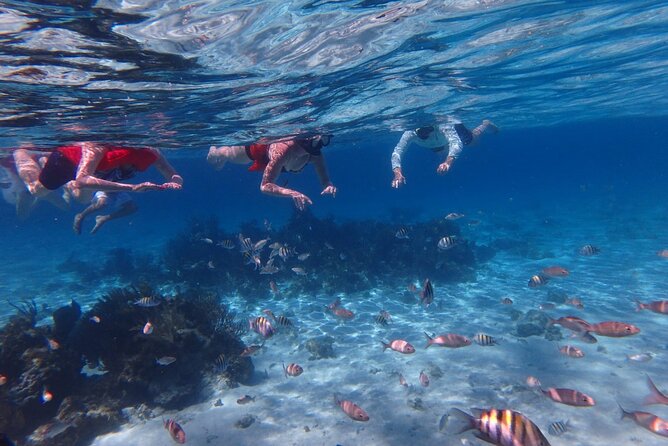 Private Tour to Stingray City & Snorkeling at Coral Gardens - Private Stingray City and Coral Gardens, the real reason it feels special
