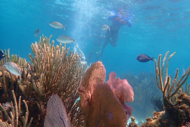 Private Tour to Stingray City & Snorkeling at Coral Gardens - Safety and calm water handling with Captain David