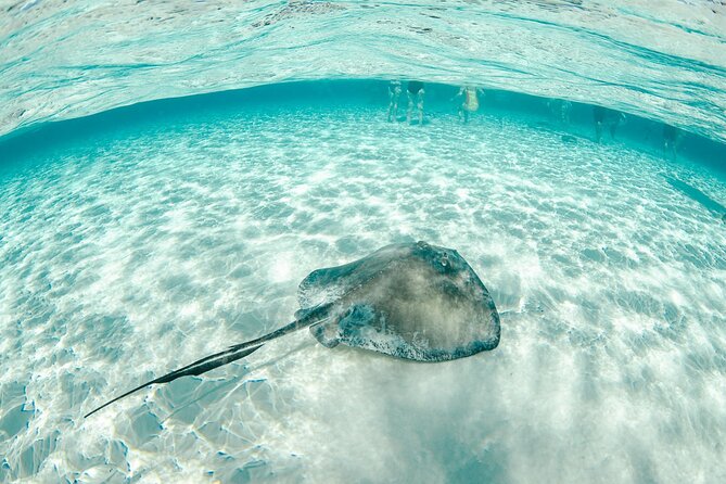 Private Yacht 48 ft Sting Ray City, Snorkel & Starfish Beach - Price and value: $2,150 per group for up to 15 people