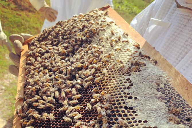 Reagan’s Honey Beekeeping Adventure - Wildlife time in tropical woodland: iguanas, agouti, birds, and water fowl