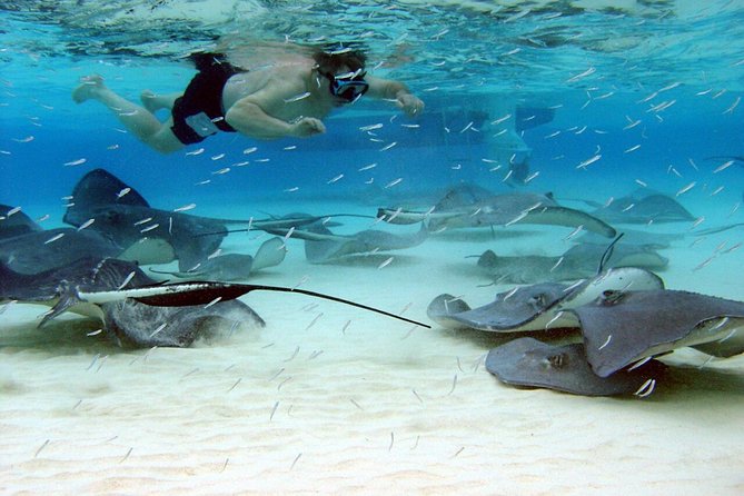 Starfish Point, Stingray City & Coral Garden (3-STOP Adventure) - Key things to know before you go