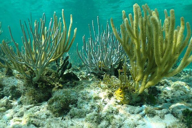 Starfish Point, Stingray City & Coral Garden (3-STOP Adventure) - Price and Value: $80 Is a Fair Deal for Three Marine Encounters