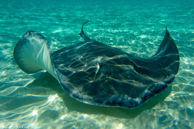 Starfish Point, Stingray City-Sandbar & Coral Gardens - Key Tour Takeaways Before You Go