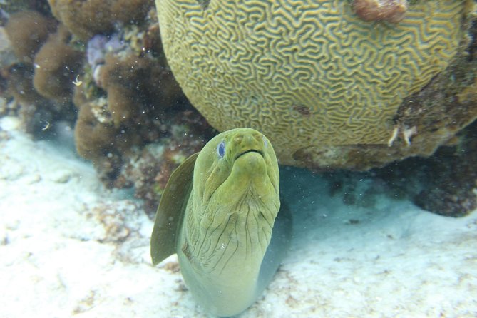 Starfish Point, Stingray City-Sandbar & Coral Gardens - Coral Gardens Snorkel Stop: How the Reef Time Works in Real Life