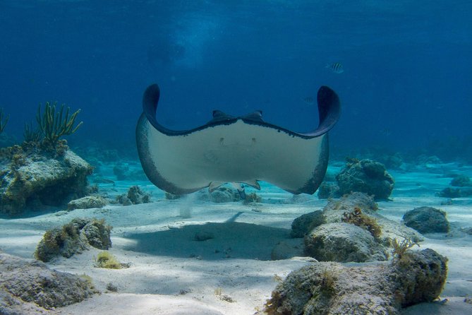 Starfish Point, Stingray City-Sandbar & Coral Gardens - Boat Ride Reality: Comfort, Timing, and What Choppy Water Changes