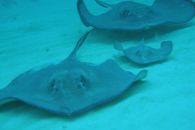 Starfish Point, Stingray City-Sandbar & Coral Gardens - Best-Fit Travelers: Who This Tour Suits Most