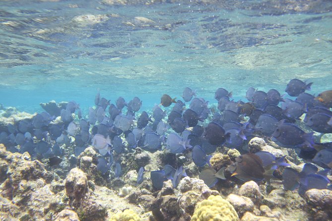 Starfish Point, Stingray City-Sandbar & Coral Gardens - Stingray City Sandbar: Barefoot Rules, Squid Feeding, and Real Interaction