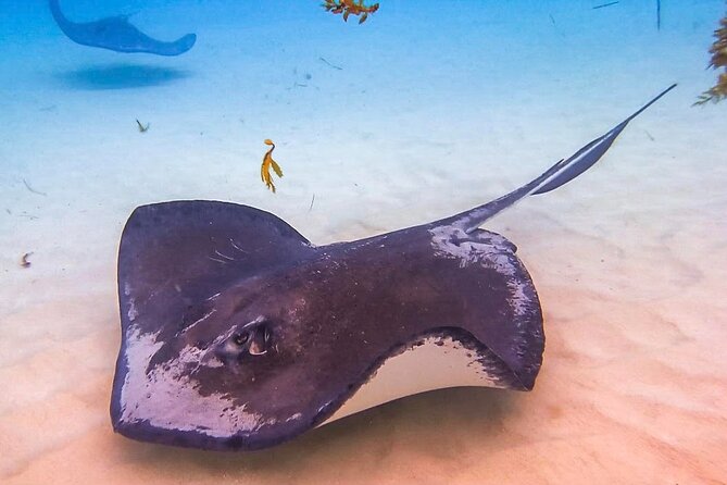 Stingray City and Seven Mile Beach Adventure Tour - Key highlights