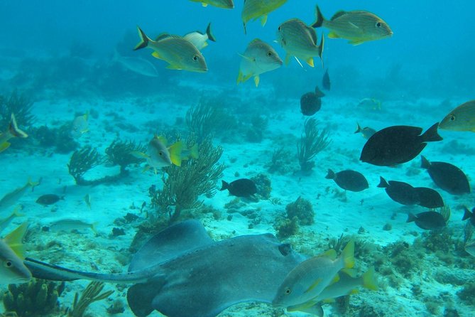 Stingray City and Snorkel Tour With Lunch - Stingray City: waist-deep rays and real hands-on guidance