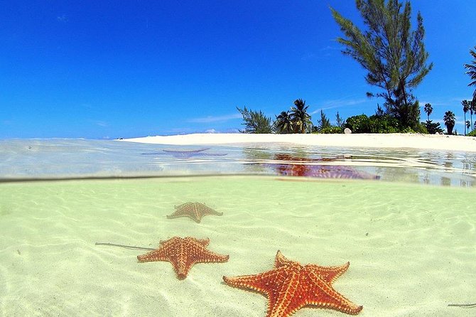 Stingray City and Starfish Experience with Coral Reef Snorkeling - Key points to know before you go