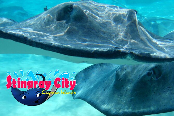 Stingray City and Starfish Experience with Coral Reef Snorkeling - Group size, guide energy, and how the crew keeps things moving
