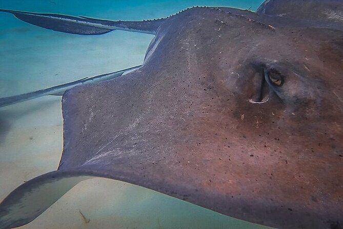 Stingray City Catamaran Sunset Tour - First Real Stop at the Stingray City Sandbar: How It Works