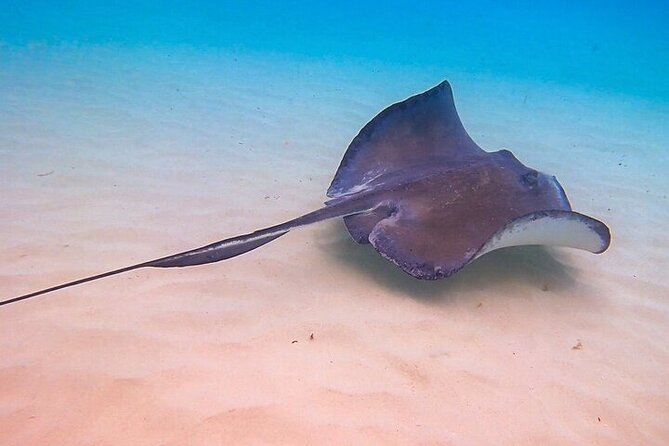 Stingray City Catamaran Sunset Tour - Feeding Stingrays and Touching Them: What You Can Expect