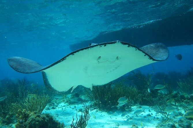 Stingray City Experience Plus One Snorkeling Stop - What the $75 price includes, and where your money might go later