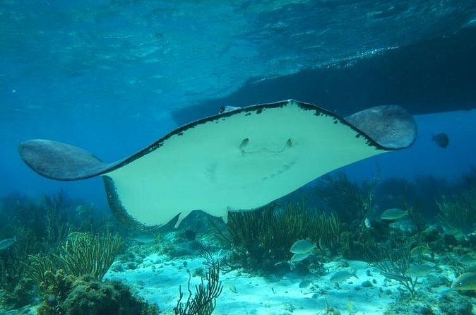 Stingray City Experience Plus One Snorkeling Stop - Sea state, comfort, and what moderate fitness really means here