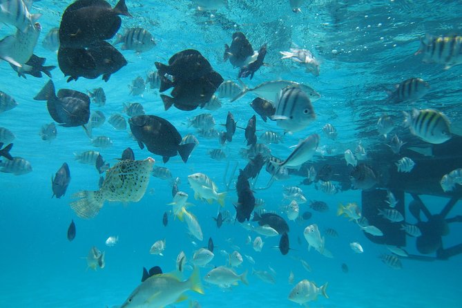 Stingray City Experience Plus One Snorkeling Stop - Getting to Stingray City, feeding stingrays, and getting that first close-up