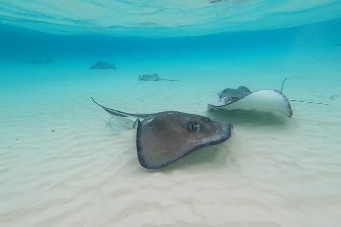 Stingray City Experience Plus Two Snorkeling spots Private Boat - Barrier Reef or Coral Gardens: Your Underwater Choice