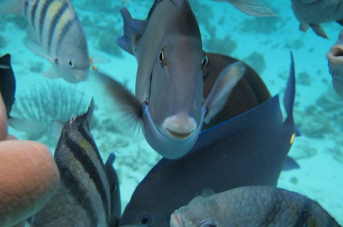 Stingray City Experience Plus Two Snorkeling Stops on Grand Cayman - Who should book this tour, and who might want a different plan