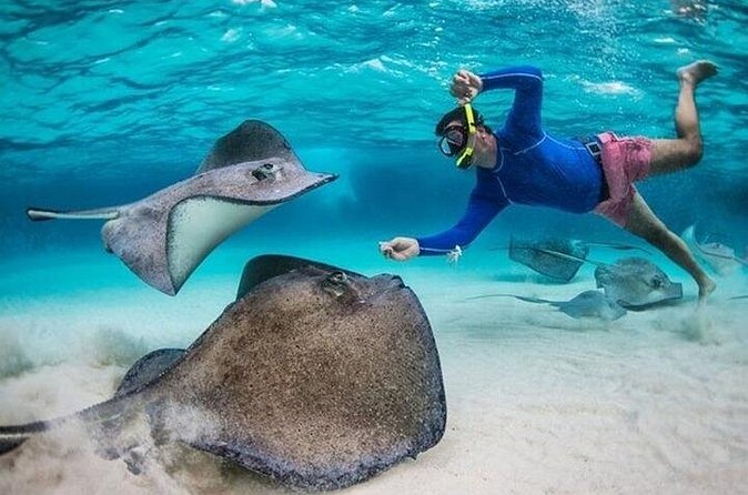 Stingray City Sandbar, Coral Gardens Snorkeling & Star Fish Point - Should You Book Cayman Stingray City Safari?