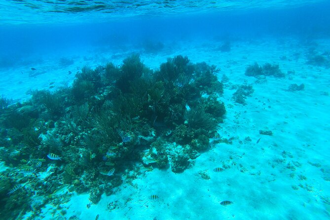 Stingray City, Star fish Point and Snorkeling Private Boat Tour - Snorkeling time between famous stops, and what to expect in the water
