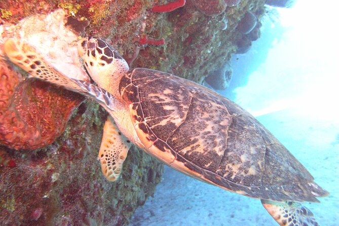 Stingray Sandbar, Snorkeling, and Starfish Point - Key things I’d plan around