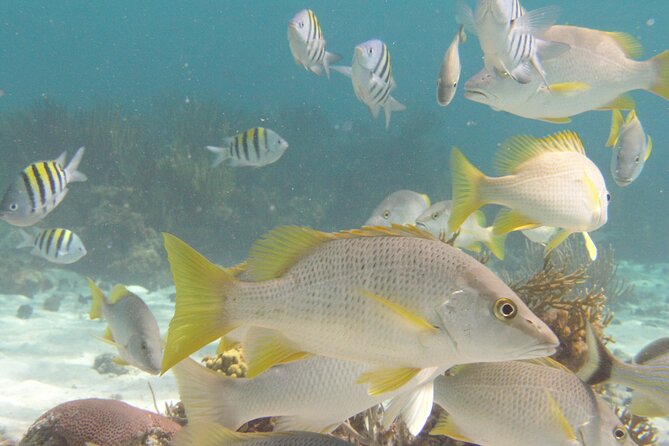 Stingray Sandbar, Snorkeling, and Starfish Point - Stingray City, Starfish Point, and Coral Gardens in one tight 3h45 plan