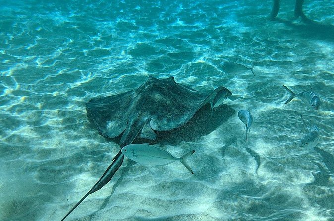 Stingray Sandbar, Snorkeling, and Starfish Point - Stop 2 at Starfish Point: the fun of searching, not just spotting
