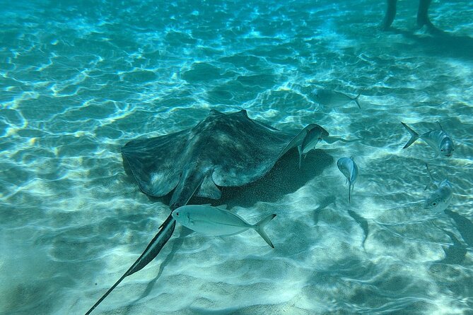 Stingray Sandbar, Snorkeling, and Starfish Point - Stop 3 at Coral Gardens: clear-water reef snorkeling