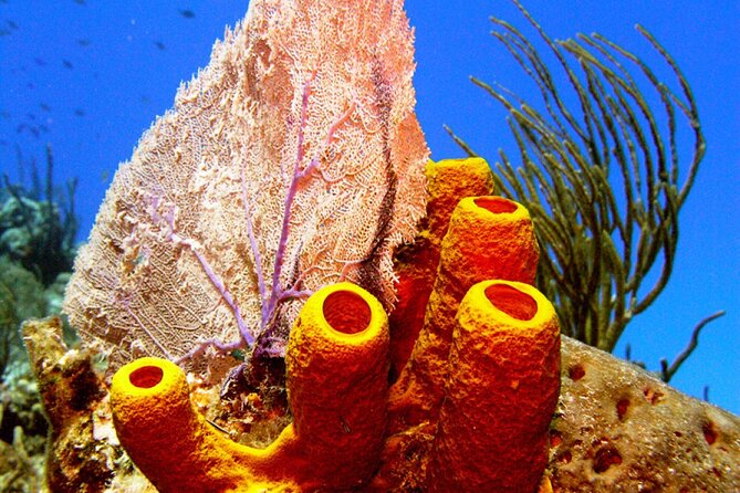 Stingray Sandbar, Snorkeling, and Starfish Point - The $63 value: three admissions plus gear and drinks
